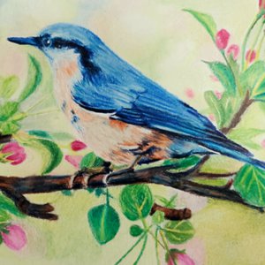 Coloured pencil painting of a Bluebird