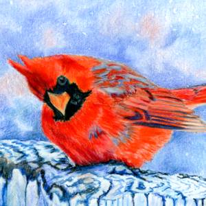 Coloured pencil painting of a male cardinal bird