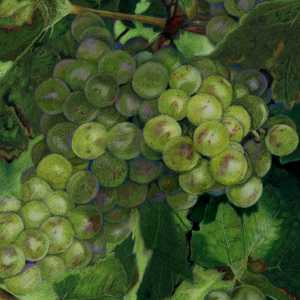 Coloured pencil painting of Green Grapes