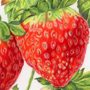 Coloured pencil painting of Strawberries